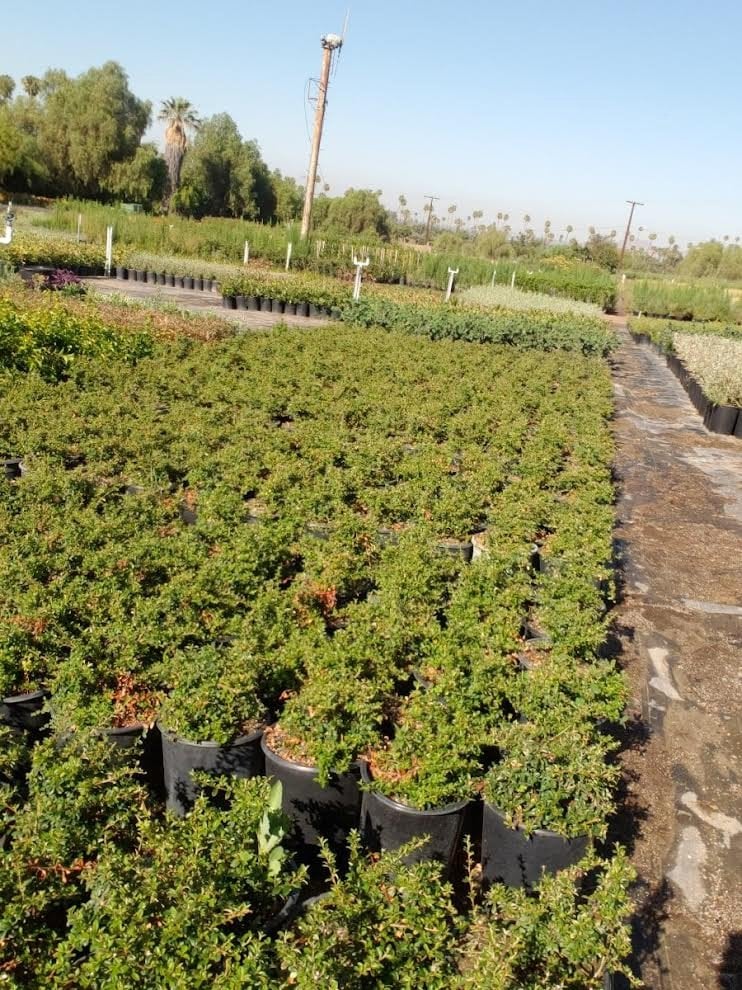 Photo for Cotoneaster dammeri (Bearberry)