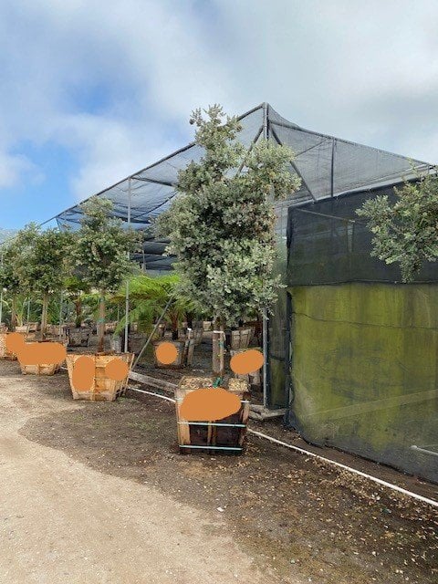 Photo for Metrosideros excelsa (New Zealand Christmas Tree)