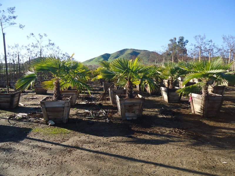 Photo for Trachycarpus fortunei (Windmill Palm)