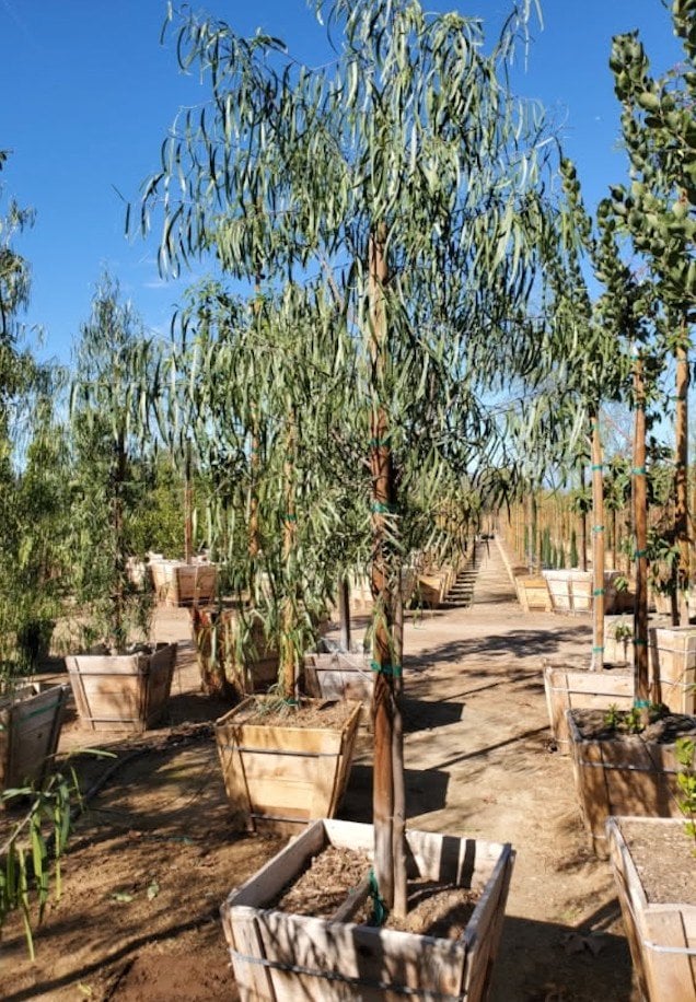 Photo for Geijera parviflora (Standard) (Australian Willow)