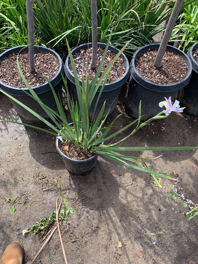 Photo for Dietes iridioides (White African Iris, Fortnight Lily)