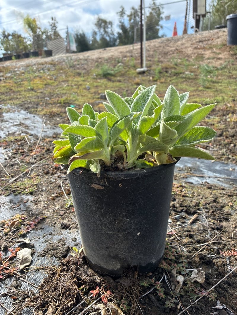 Photo for Stachys byzantina (Lamb's-Ears)