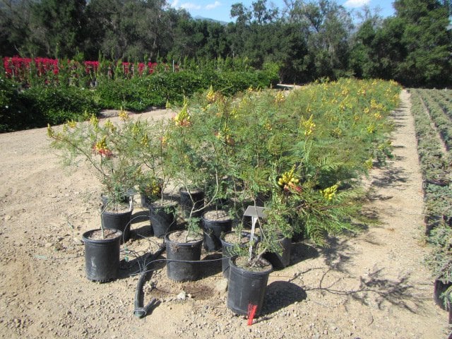 Photo for Caesalpinia gilliesii (Poinciana)