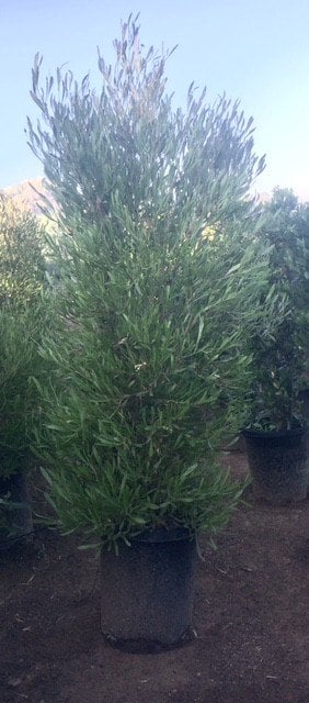 Photo for Dodonea viscosa (Hopseed Bush)