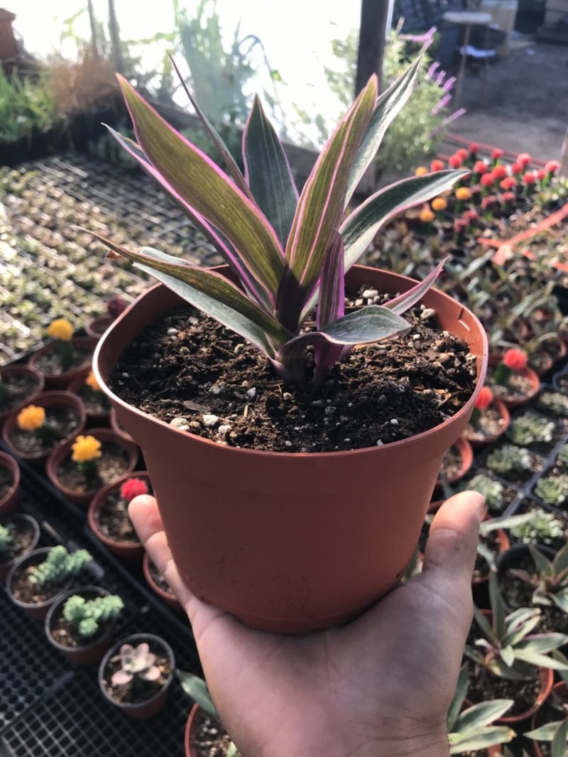 Photo for Tradescantia spathacea ‘Tricolor’ (Rhoeo spathacea ‘Tricolor’) (Variegated Moses-in-the-Boat)
