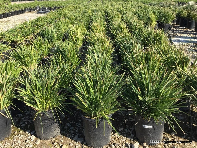 Photo for Kniphofia galpinii 'Orange Flame' (Orange Flame Poker Plant)
