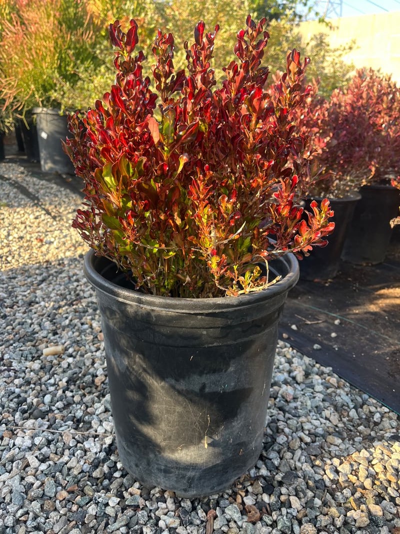 Photo for Coprosma repens ‘Pacific Sunset’ (Pacific Sunset Mirror Plant)