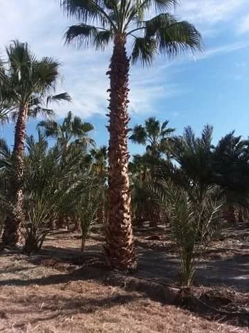 Photo for Washingtonia robusta (Mexican Fan Palm)