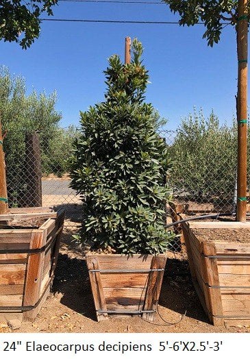 Photo for Elaeocarpus decipiens (Column) (Japanese Blueberry Tree)