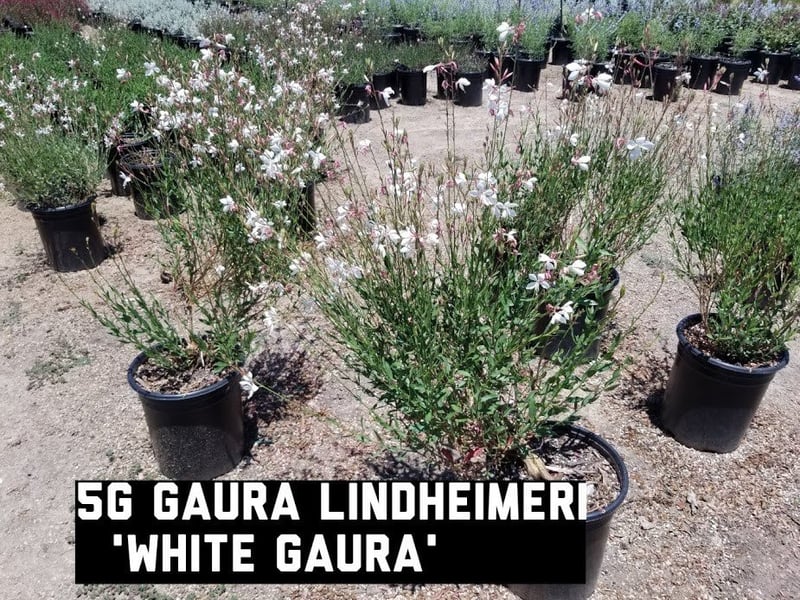 Photo for Gaura lindheimeri ‘Geyser White’ (Geyser White Guara)