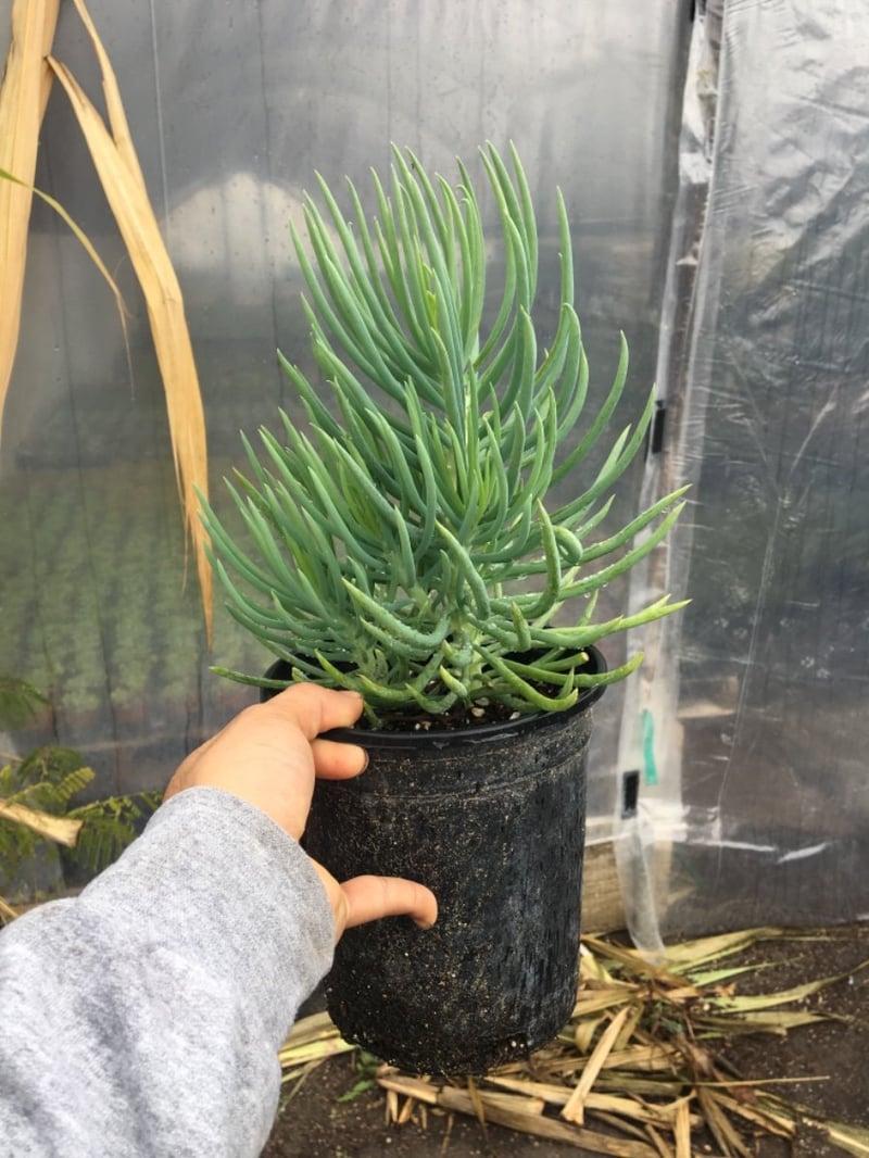 Photo for Senecio cylindricus (Narrow-Leaf Chalksticks)