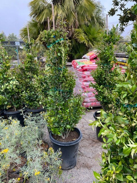 Photo for Ligustrum japonicum (Cone) (Japanese Privet)