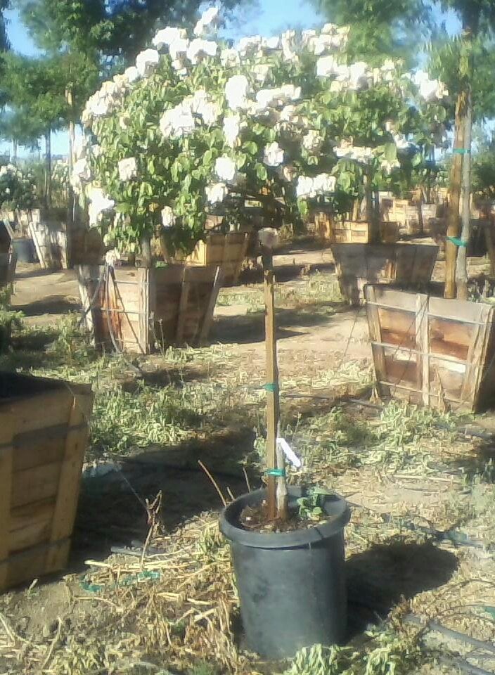 Photo for Rosa iceberg 'White' (Standard) (White Iceberg Rose (Tree Form))