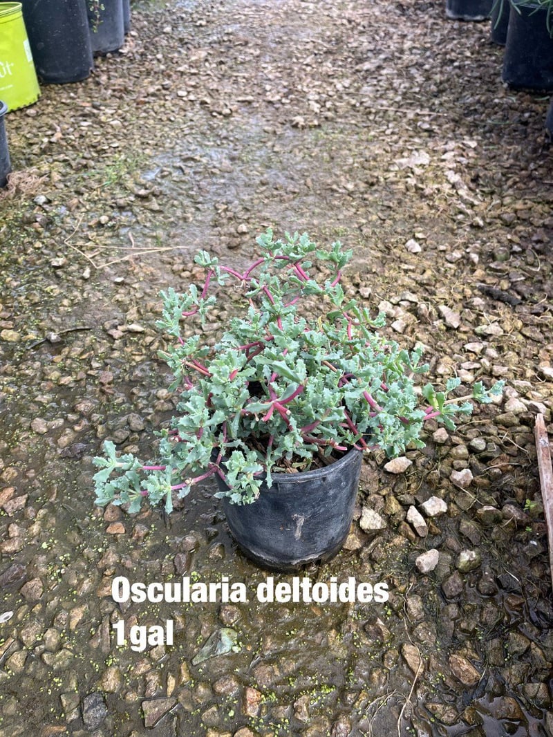 Photo for Oscularia (Lampranthus) deltoides (Pink Iceplant)