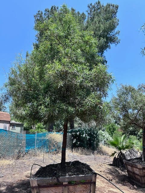 Photo for Rhus lancea (Standard) (African Sumac)