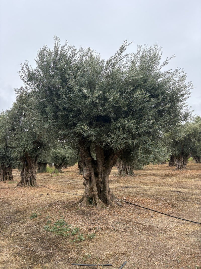 Photo for Olea europaea 'Sevillano' - (150 Years Old) (Sevillano Olive)
