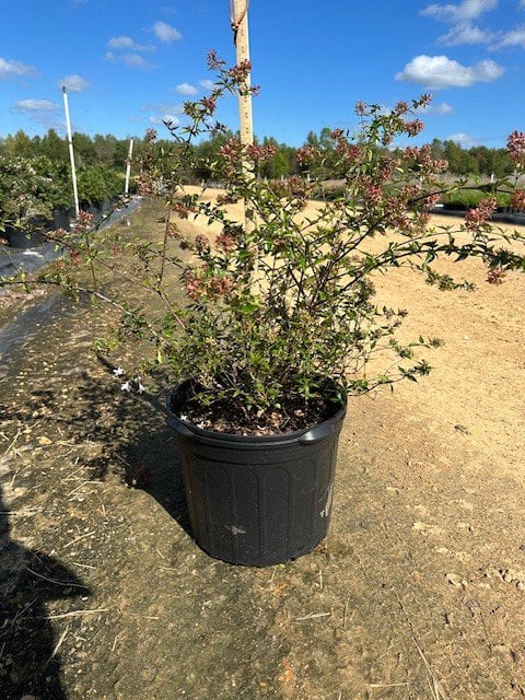 Photo for Abelia grandiflora (Glossy Abelia)