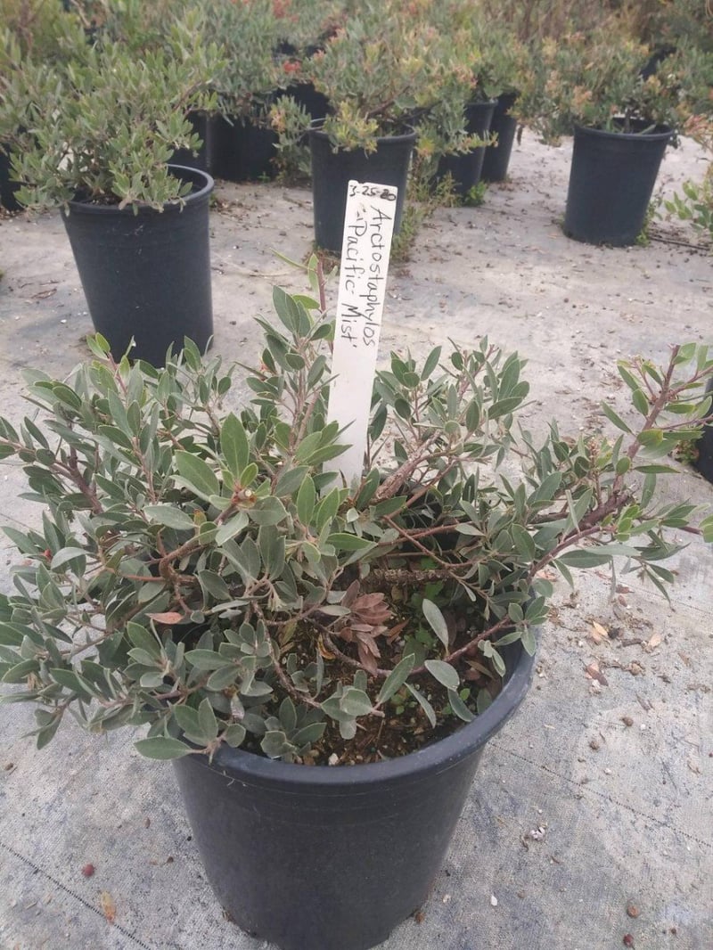Photo for Arctostaphylos ‘Pacific Mist’ (Pacific Mist Manzanita)