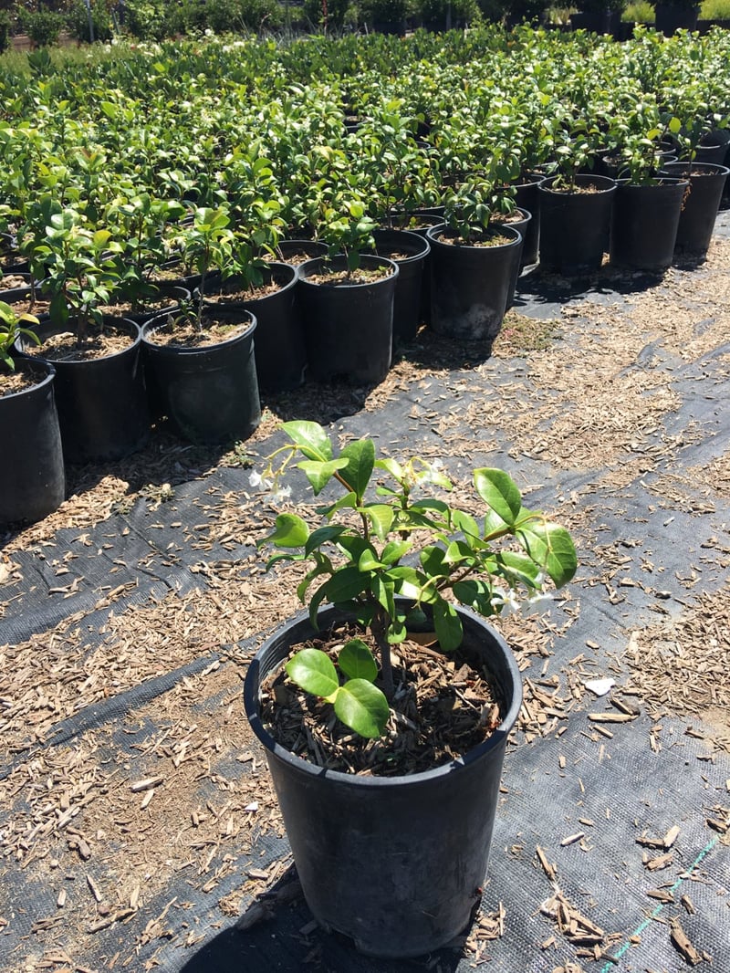 Photo for Trachelospermum jasminoides (Star Jasmine)