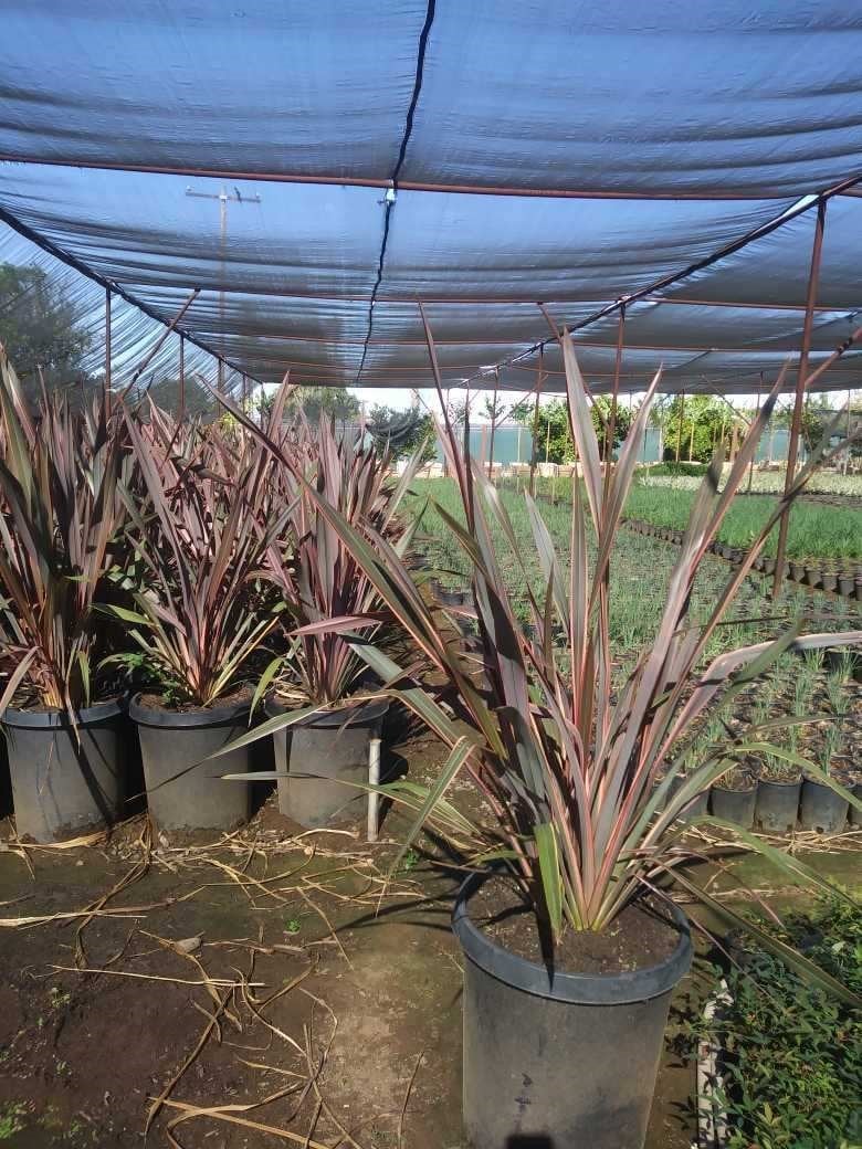 Photo for Phormium 'Sundowner' (Sundowner New Zealand Flax)