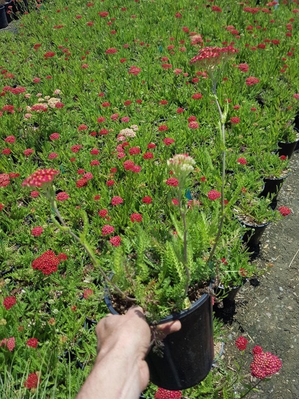 Photo for Achillea millefolium 'Paprika' (Paprika Common Yarrow)
