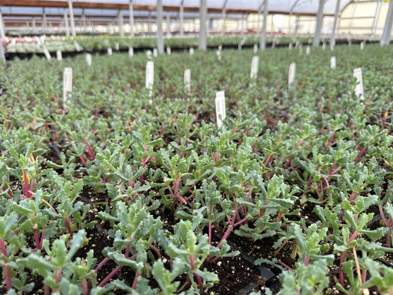 Photo for Oscularia (Lampranthus) deltoides (Pink Iceplant)