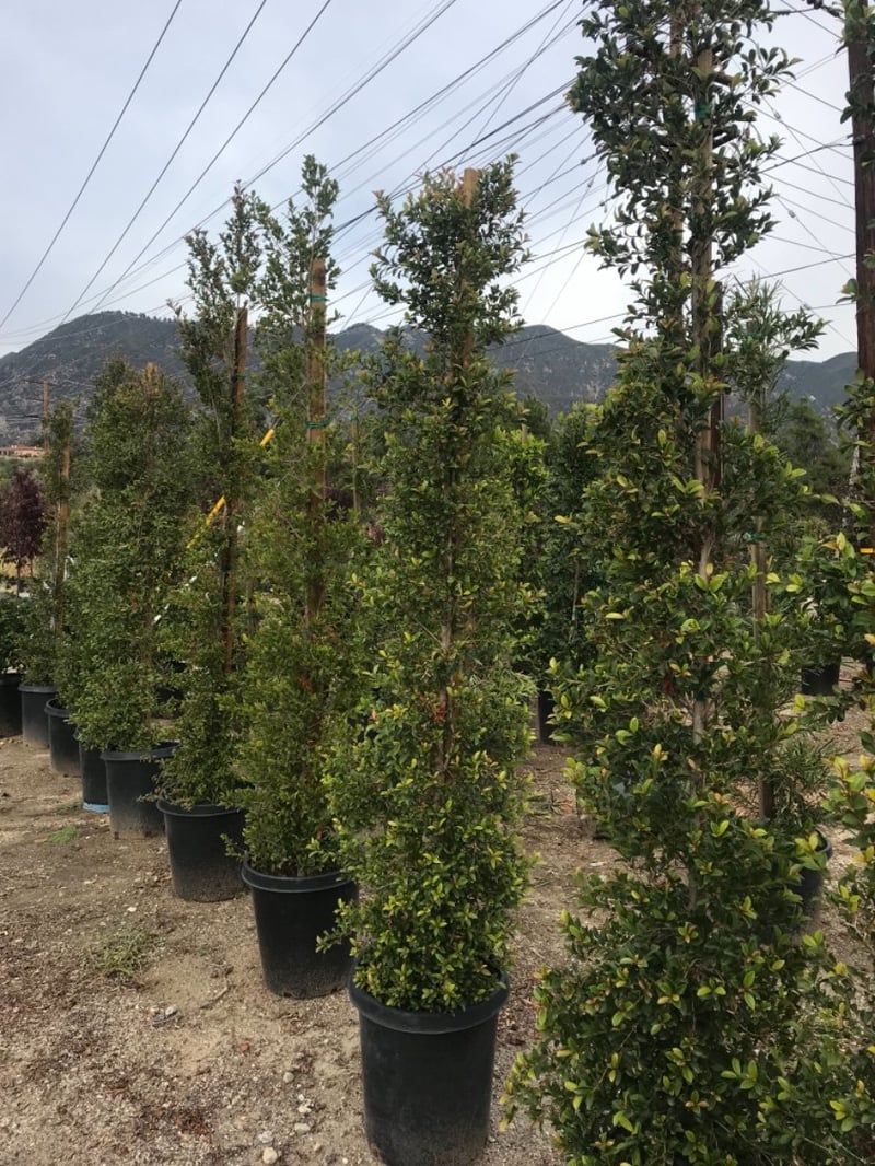 Photo for Syzygium paniculatum (Australian Brush Cherry)