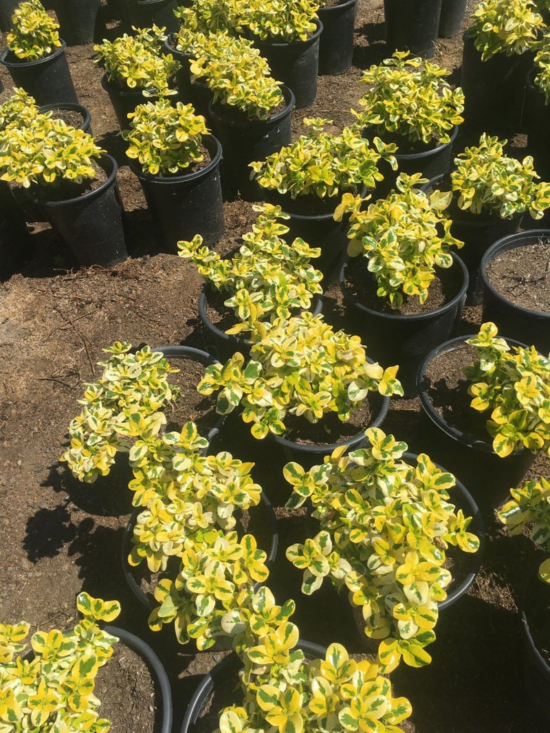 Photo for Coprosma repens 'Taupata Gold' (Gold Splash Mirror Plant)