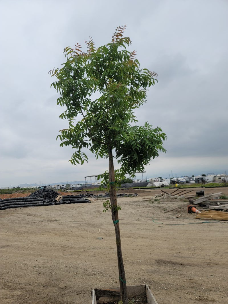 Photo for Pistacia chinensis (Standard) (Chinese Pistache)