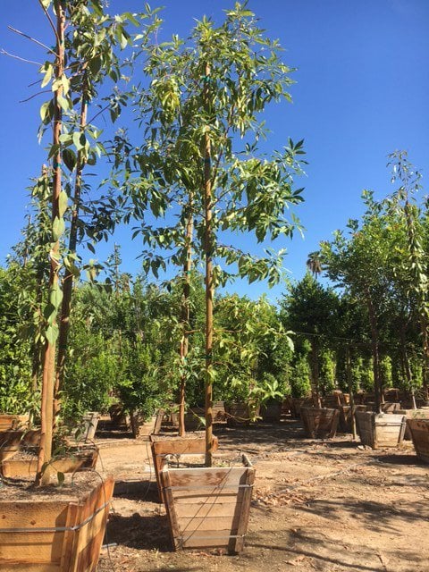Photo for Lophostemon confertus (Standard) (Brisbane Box)