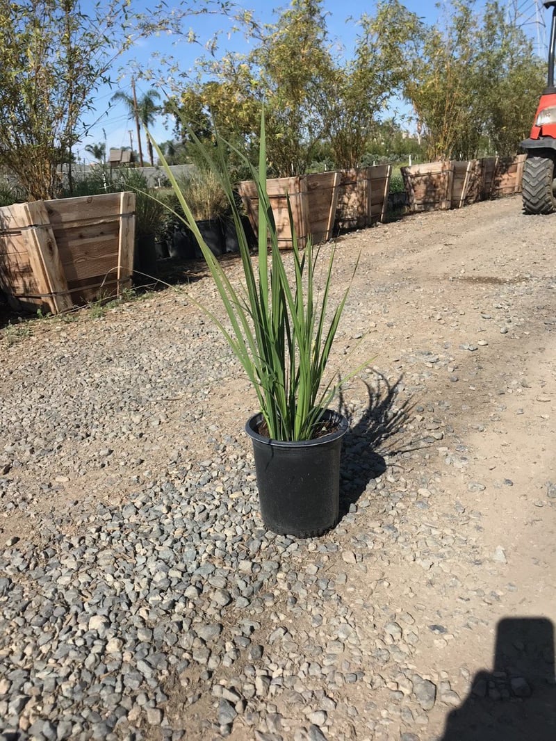 Photo for Dietes bicolor (Fortnight Lily, African Iris)