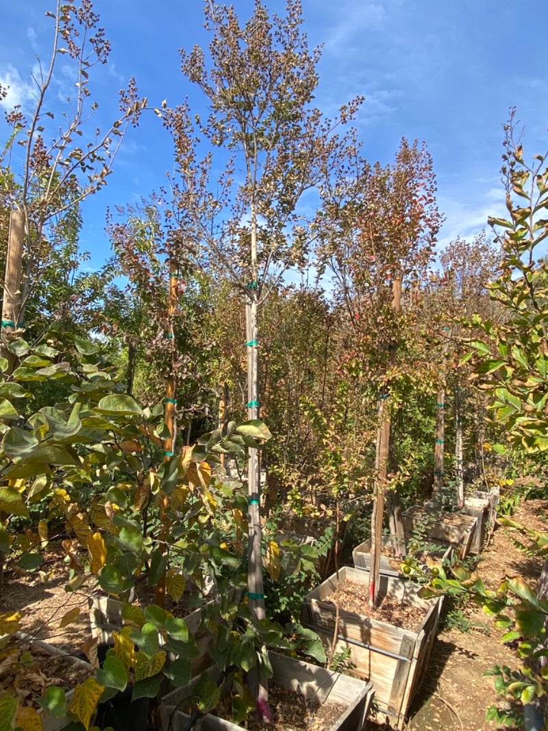 Photo for Lagerstroemia indica 'Watermelon Red' (Watermelon Red Crape Myrtle)