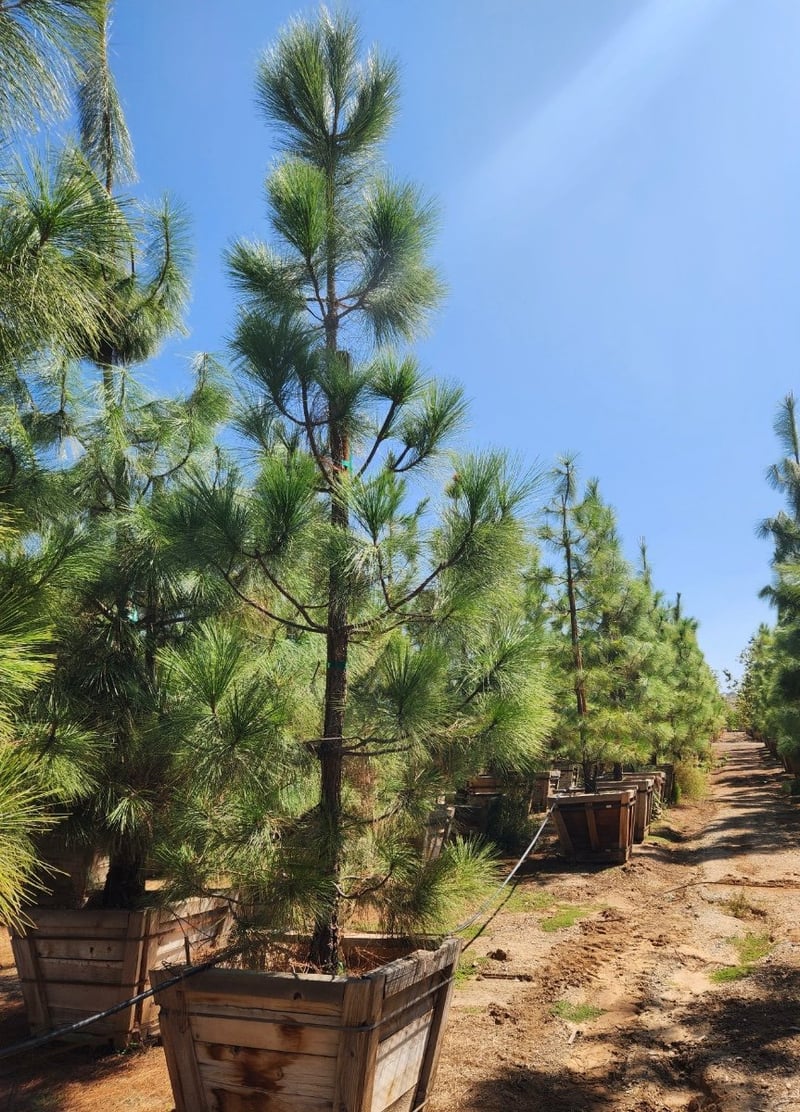 Photo for Pinus canariensis (Standard) (Canary Island Pine)