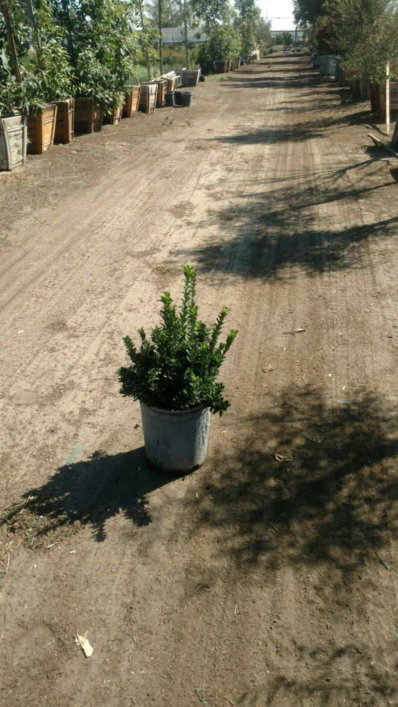 Photo for Euonymus japonicus 'Microphyllus' (Boxleaf Euonymus)