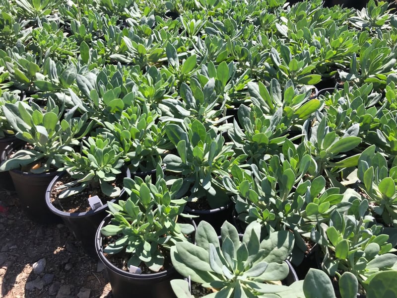 Photo for Calandrinia spectabilis (Rock Purslane)