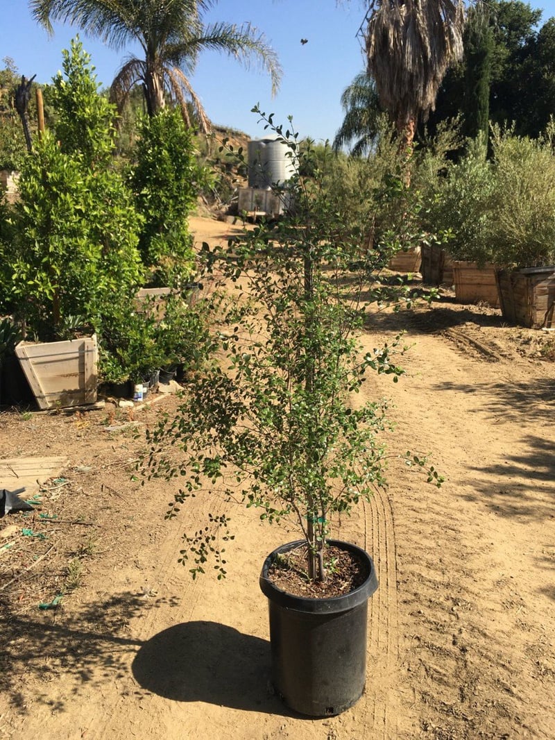Photo for Pittosporum tenuifolium 'Silver Sheen' (Silver Sheen Kohuhu)
