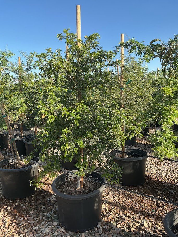 Photo for Pithecellobium flexicaule  (Ebenopsis ebano) (Texas Ebony)