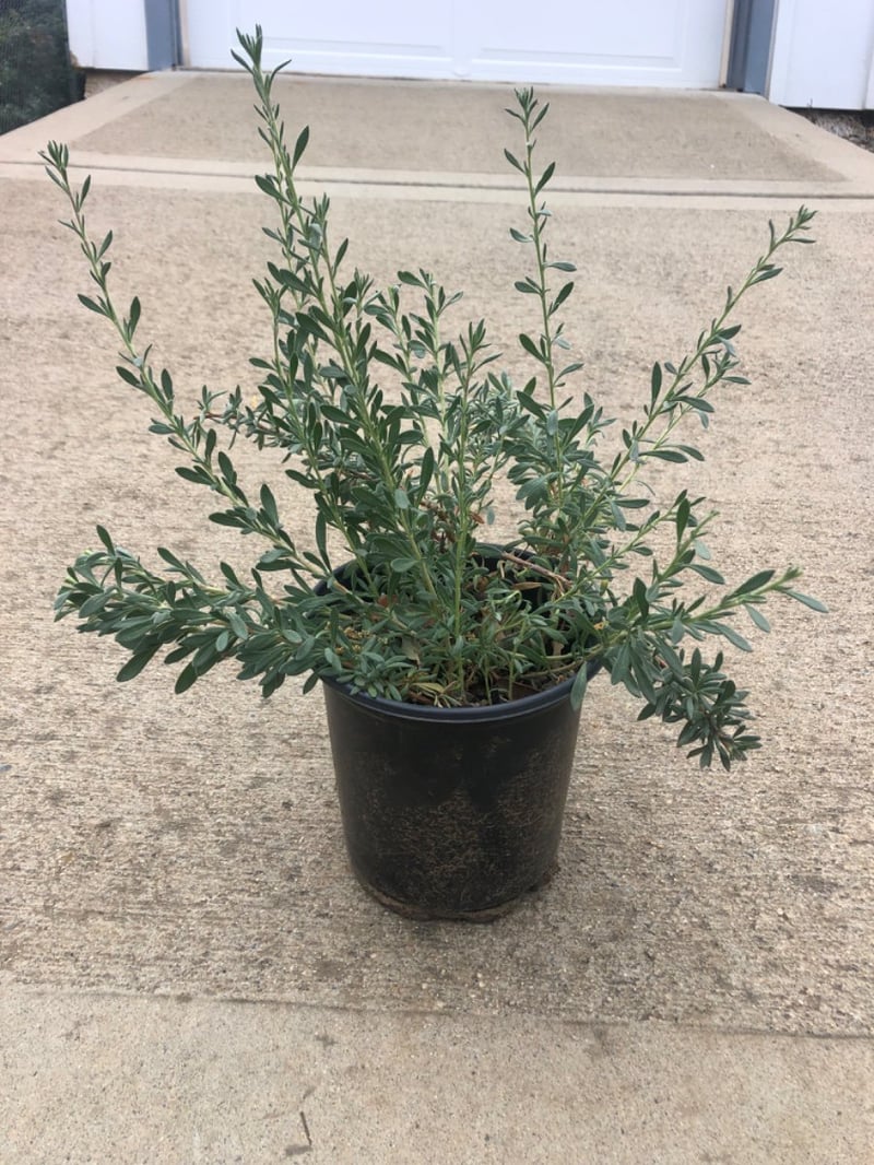 Photo for Eriogonum fasciculatum (California Buckwheat)