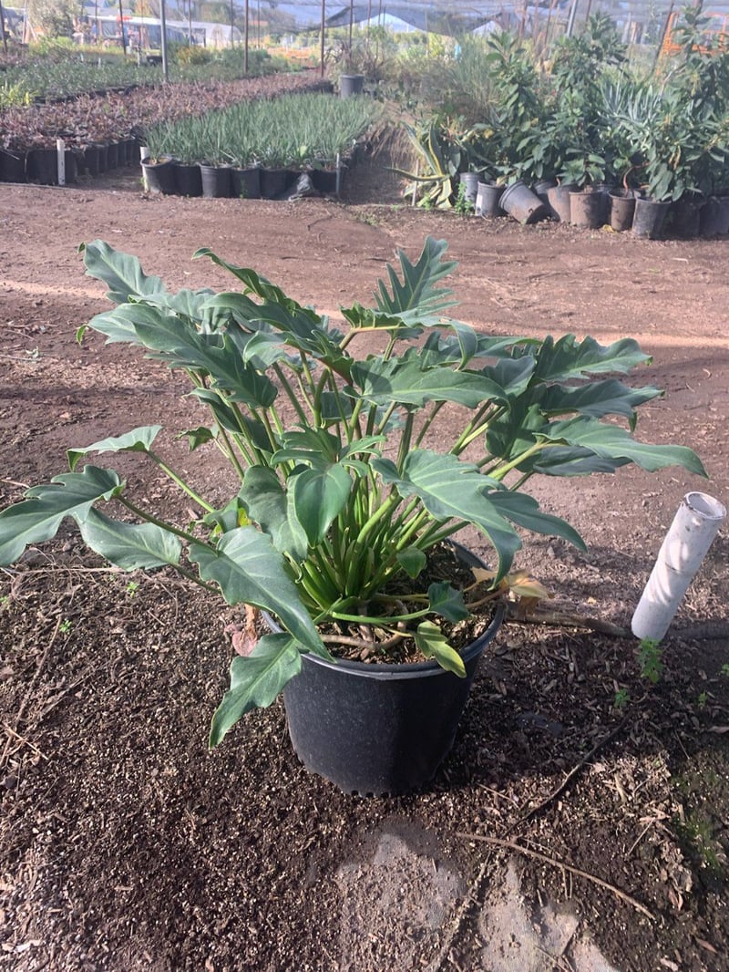 Photo for Philodendron 'Xanadu' (Xanadu Philodendron)