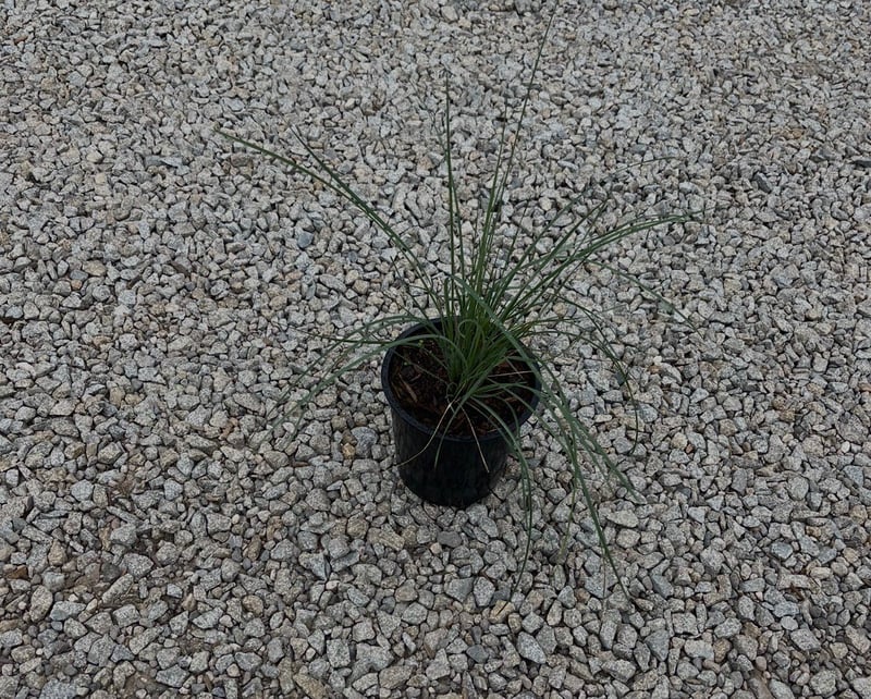 Photo for Festuca mairei (Atlas Fescue)