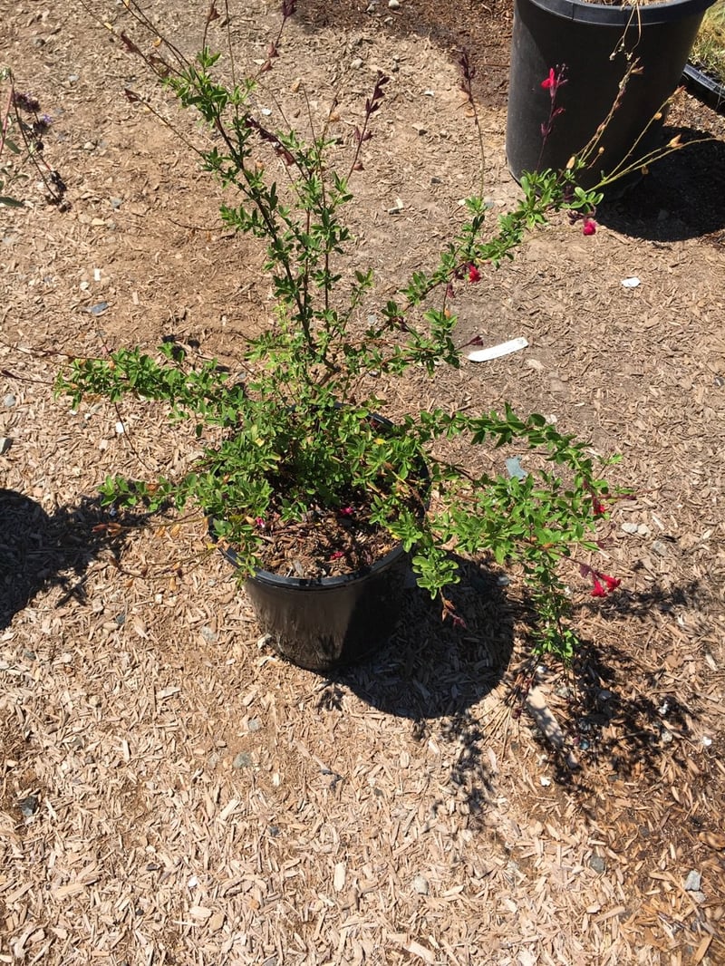 Photo for Salvia 'Allen Chickering' (Allen Chickering Sage)