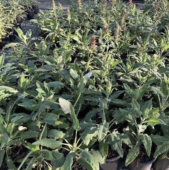 Photo for Salvia spathacea (Hummingbird Sage, Pitcher Sage)