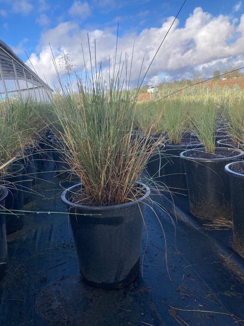Photo for Muhlenbergia capillaris (Pink Muhly, Gulf Muhly)