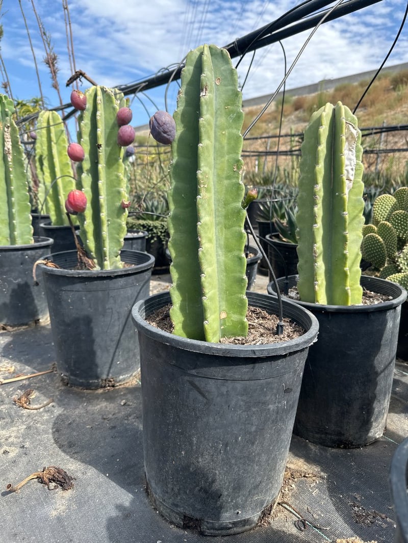 Photo for Cereus repandus (Cereus peruvianus) (Peruvian Apple Cactus)