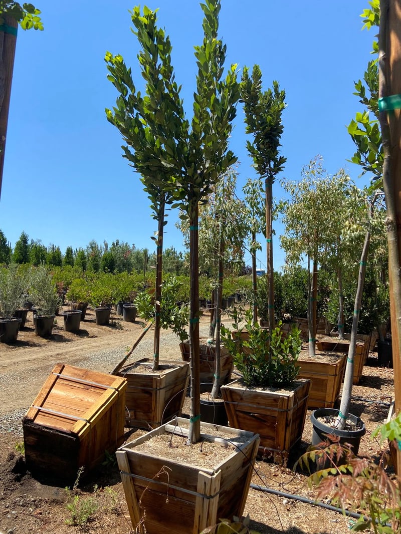 Photo for Laurus nobilis 'Saratoga' (Standard) (Saratoga Bay Laurel)