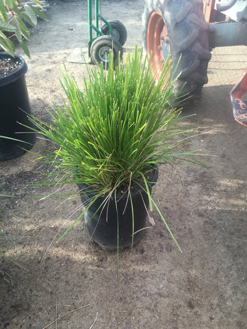 Photo for Lomandra 'Lime Tough' 'Lomlon''Lime Tuff' (Lime Tough Dwarf Mat Rush)
