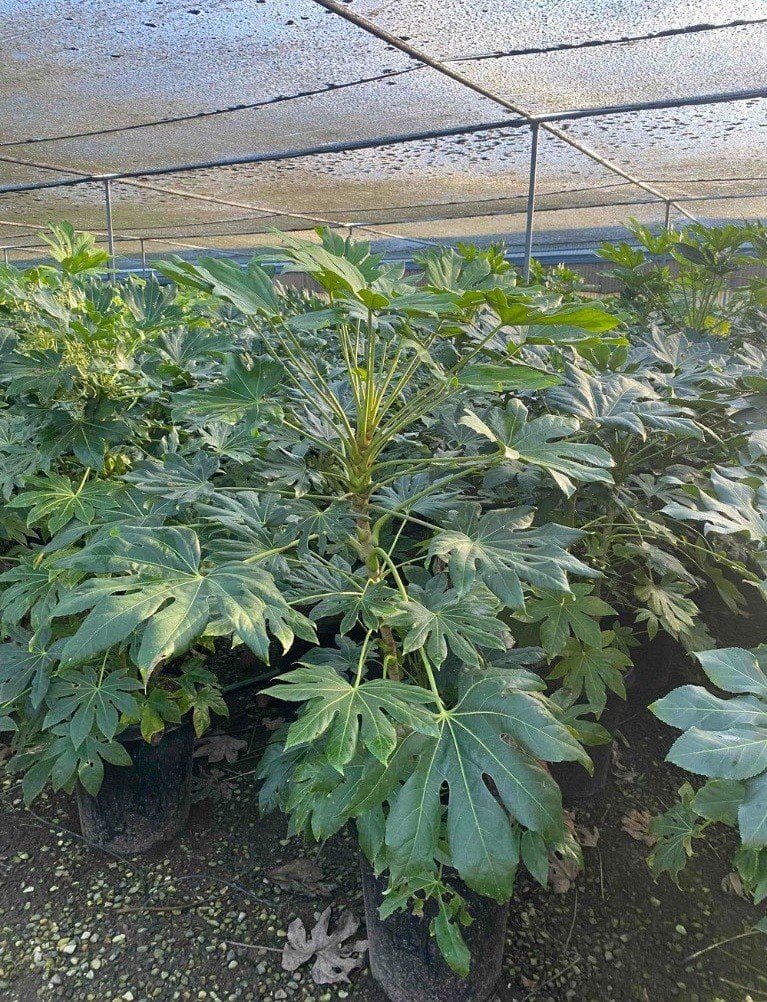 Photo for Fatsia japonica 'Spider's Web' (Spider's Web Japanese Aralia)