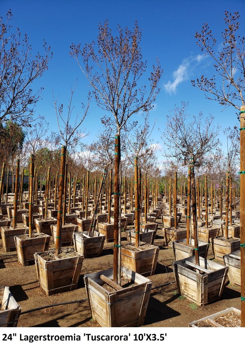 Photo for Lagerstroemia indica x fauriei 'Tuscarora' (Standard) (Tuscarora Crape Myrtle)