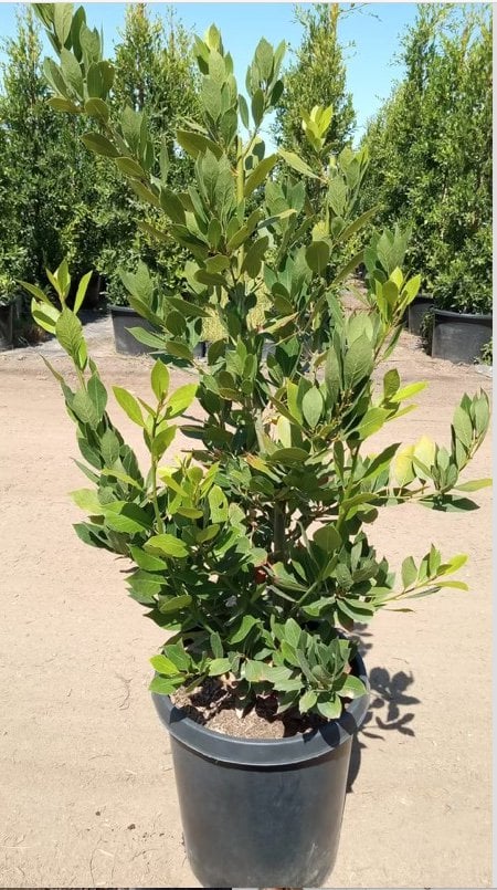 Photo for Laurus nobilis (Bush) (Sweet Bay Laurel)