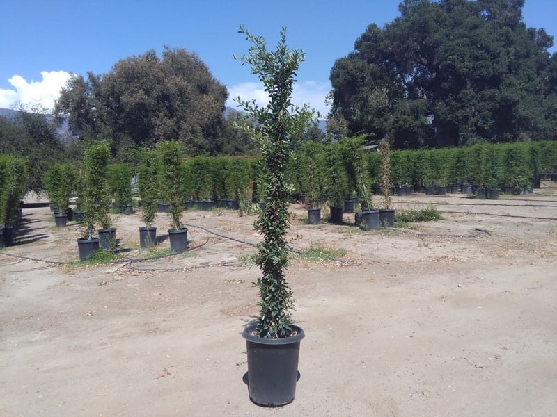 Photo for Pyracantha (Pyracantha)